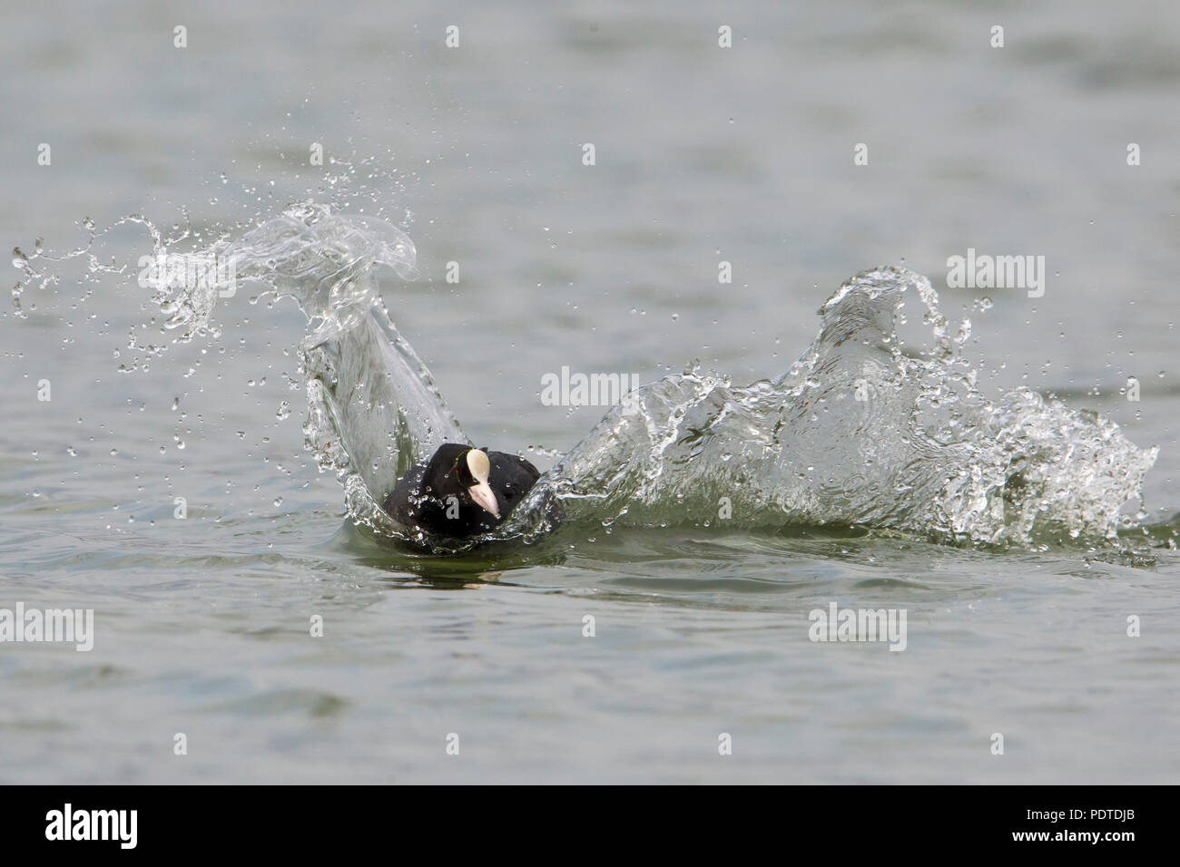 Eurasische Wasserhuhn; Fulica atra Stockfoto