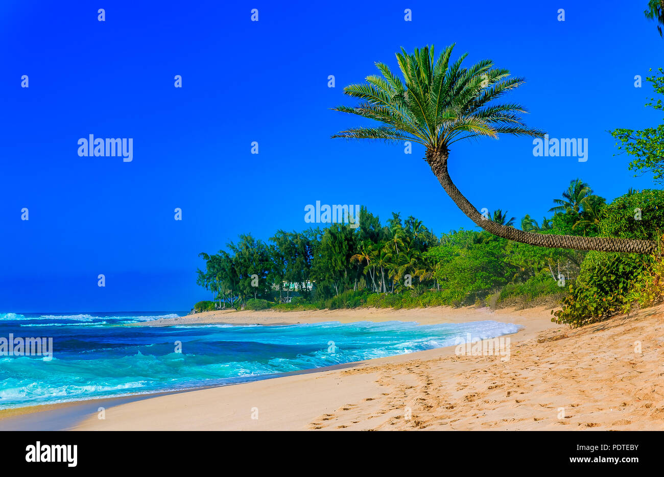 Palm Tree über einer tropischen Lagune Strand mit Blauer Himmel hängenden Stockfoto