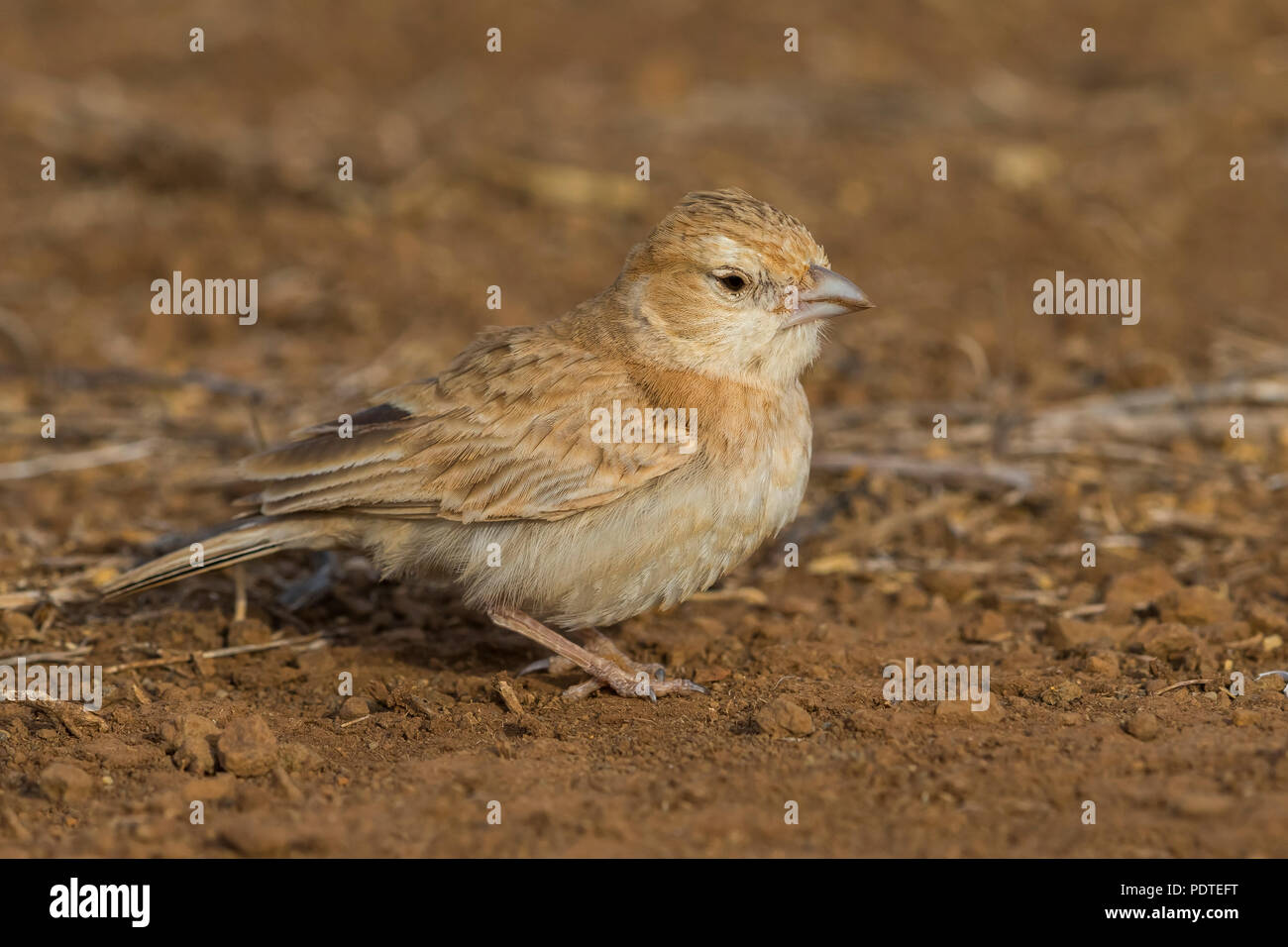 Schwarz - gekrönt; Sparrow-Lark Eremopterix nigriceps Stockfoto