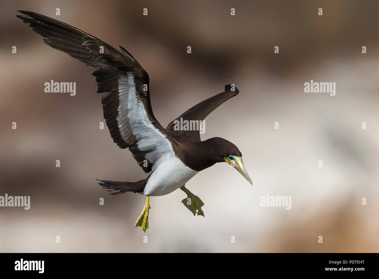 Brown Booby; Sula leucogaster Stockfoto