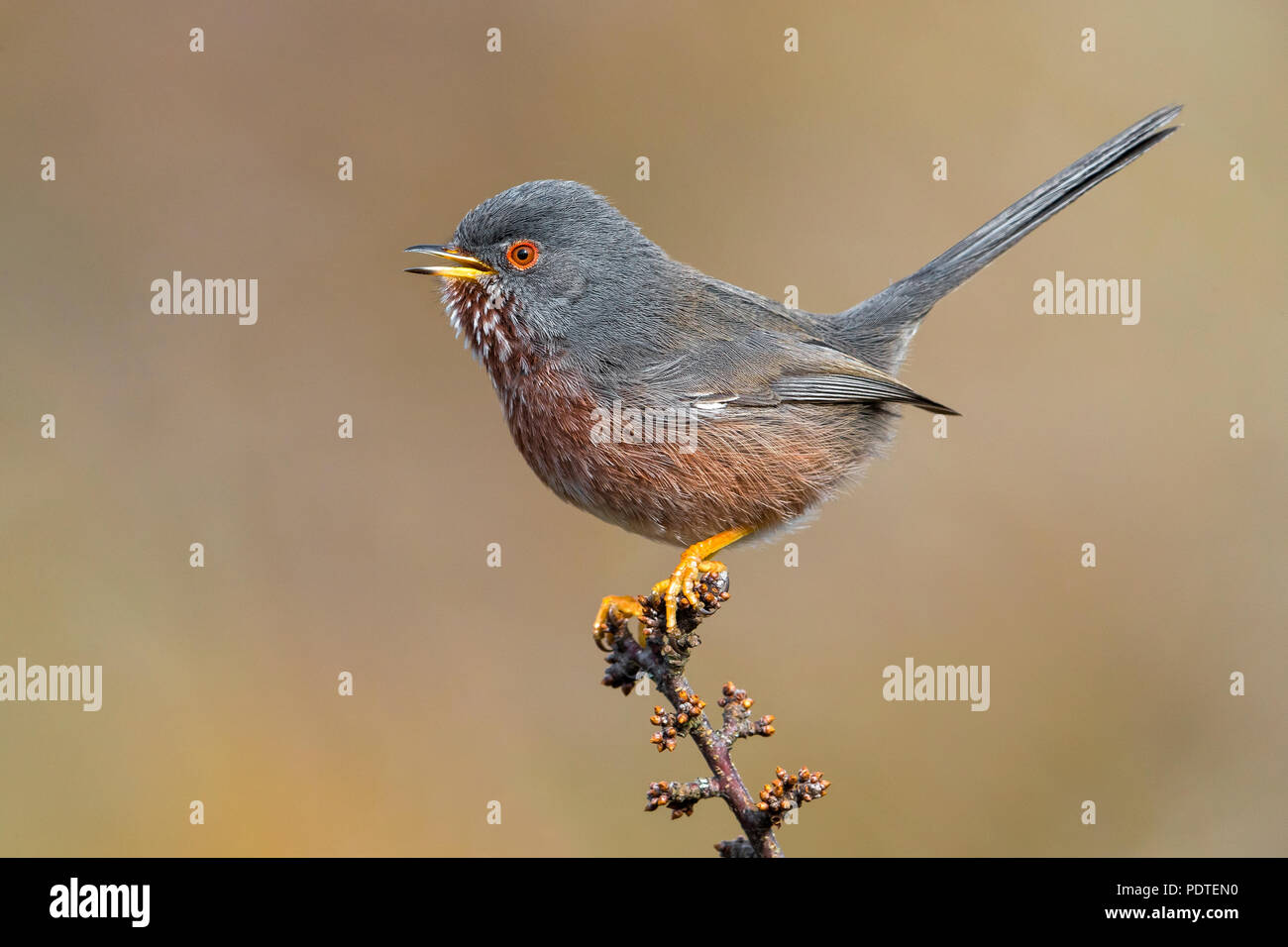 Dartford Warbler; Sylvia undata Stockfoto