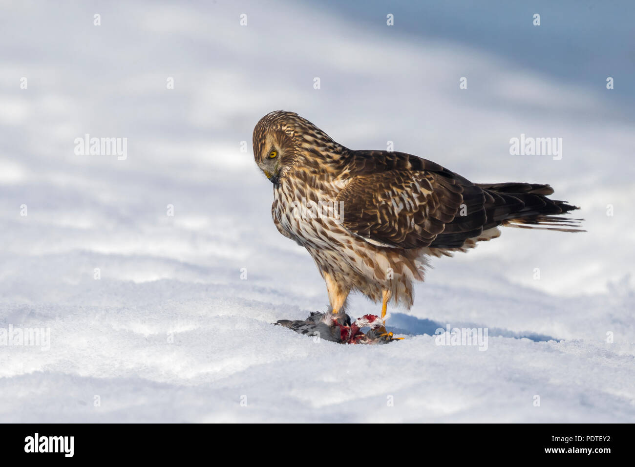 Kornweihe (Circus cyaneus) im Schnee mit gefangen Taube Stockfoto
