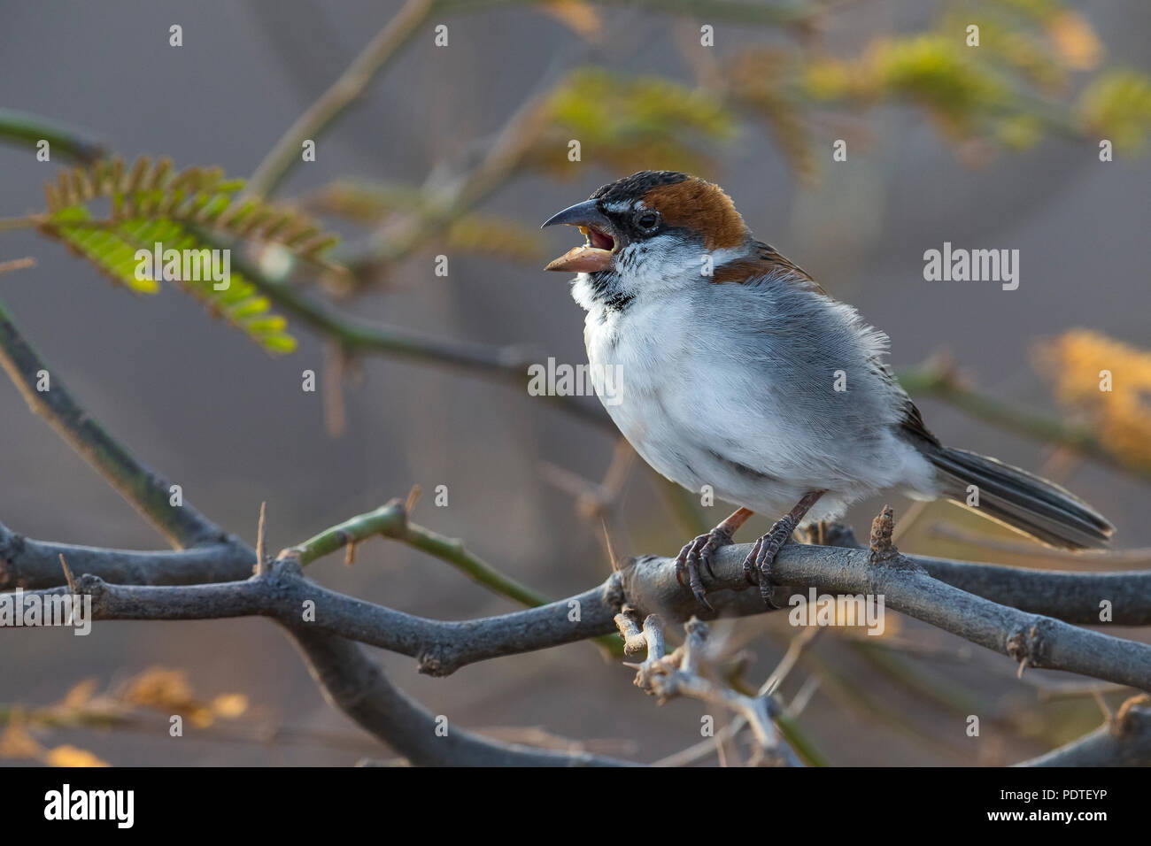 Langschwanzmäuse; Apodemus flavicollis Stockfoto