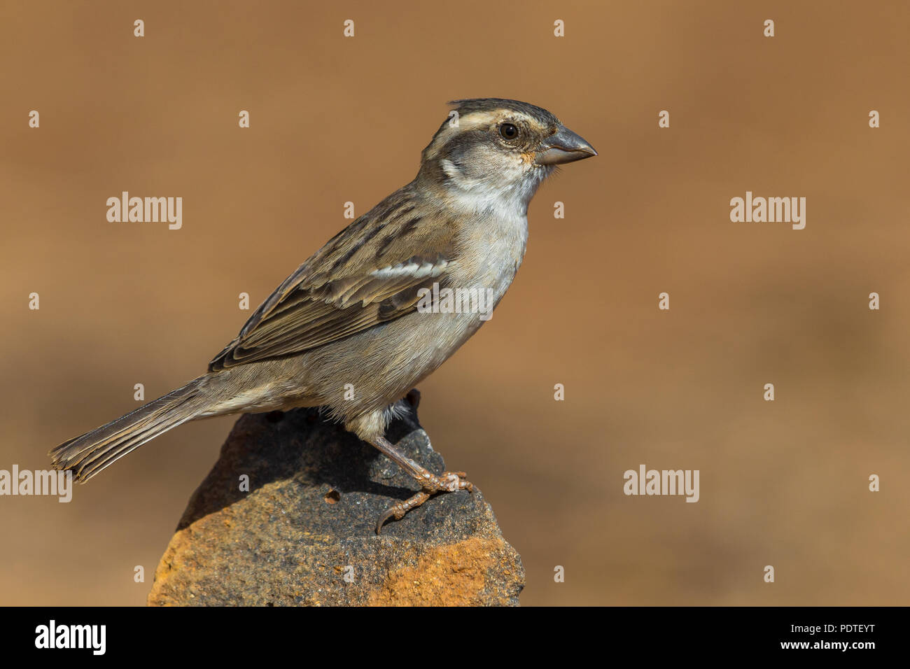 Langschwanzmäuse; Apodemus flavicollis Stockfoto