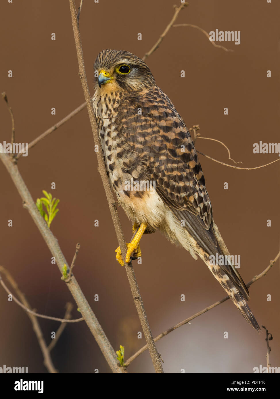 Vernachlässigte Turmfalke Falco tinnunculus neglectus; Stockfoto