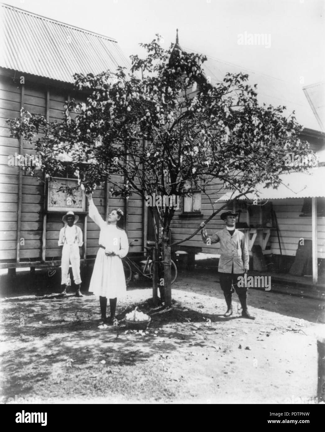 199 StateLibQld 1 102028 Erzdiakon Joseph Campbell neben einem Cotton Tree, Cairns, Ca. 1912 Stockfoto