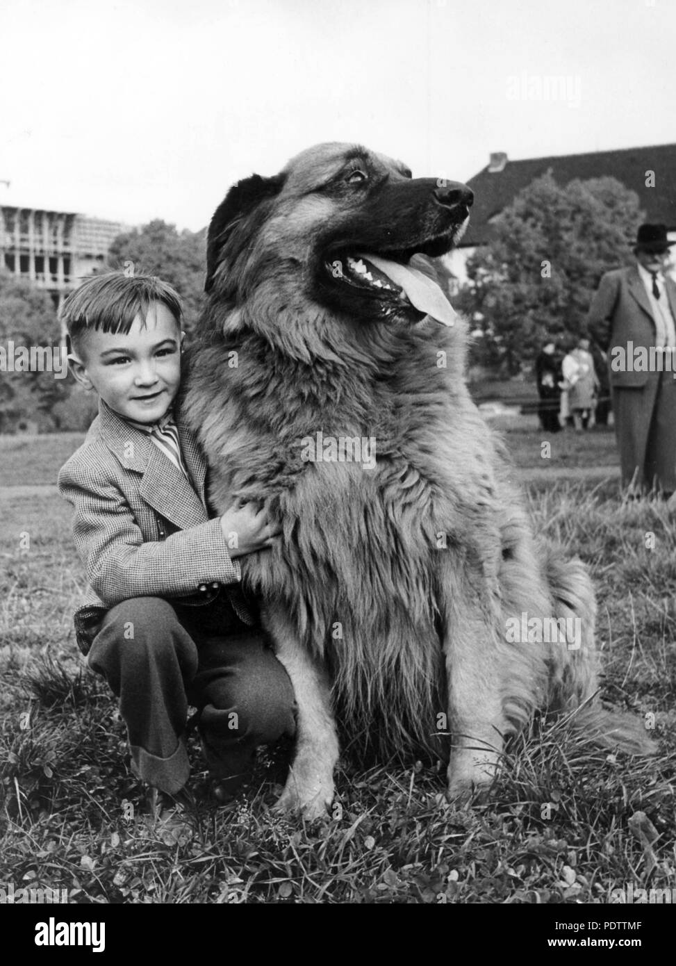Datei - eine Datei Bild vom 20. Oktober 1956 zeigt ein Junge mit einem Stammbaum Leonberger Hund, in der Nähe von Stuttgart, Deutschland. Der 110. Jahrestag der Leonberger Rasse wurde hier gefeiert. | Verwendung weltweit Stockfoto