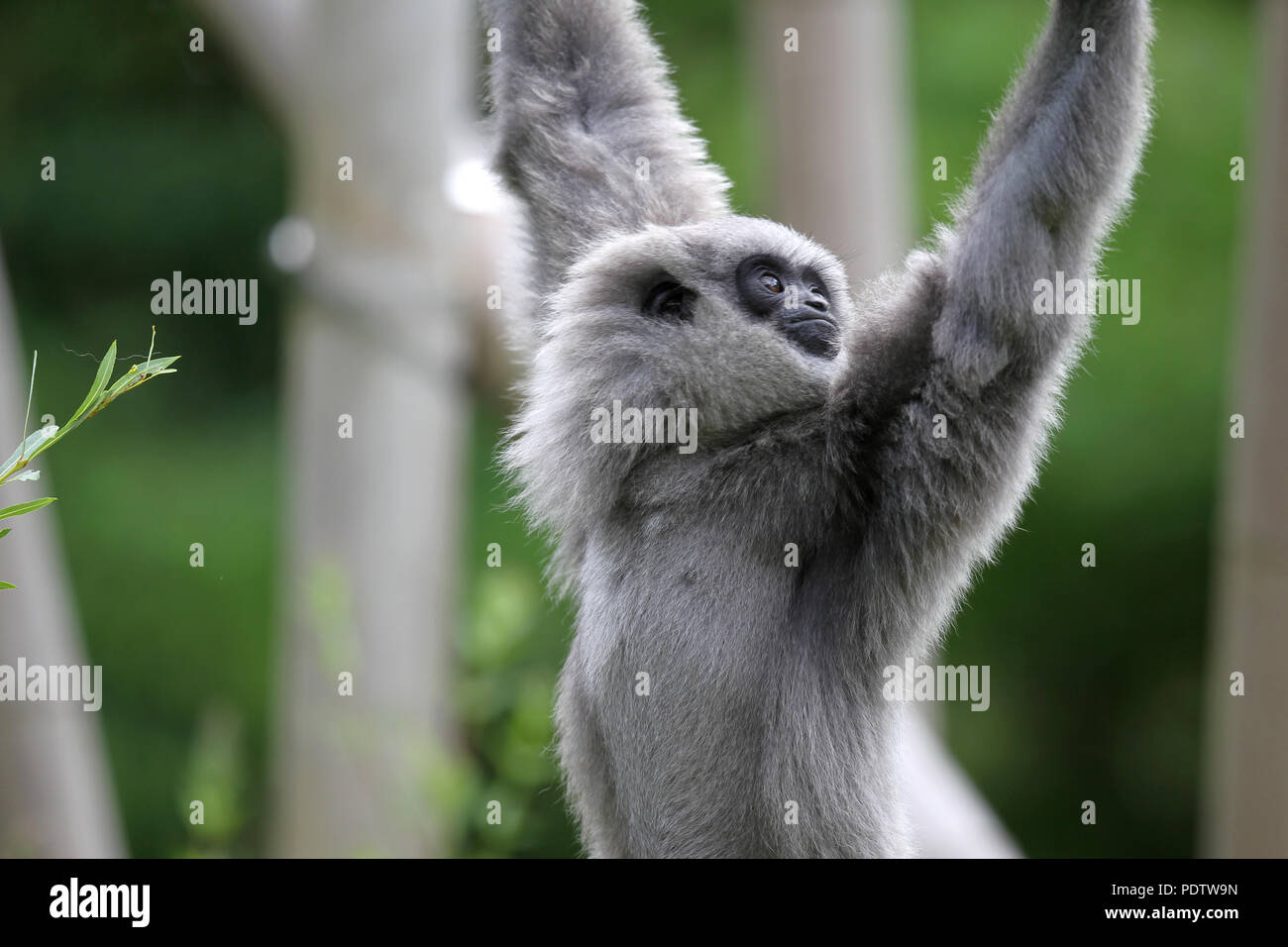 Eine silbrige Gibbon in seinem Gehäuse im Tierpark Hellabrunn Tierpark in München, Deutschland, 15. Juli 2015. | Verwendung weltweit Stockfoto
