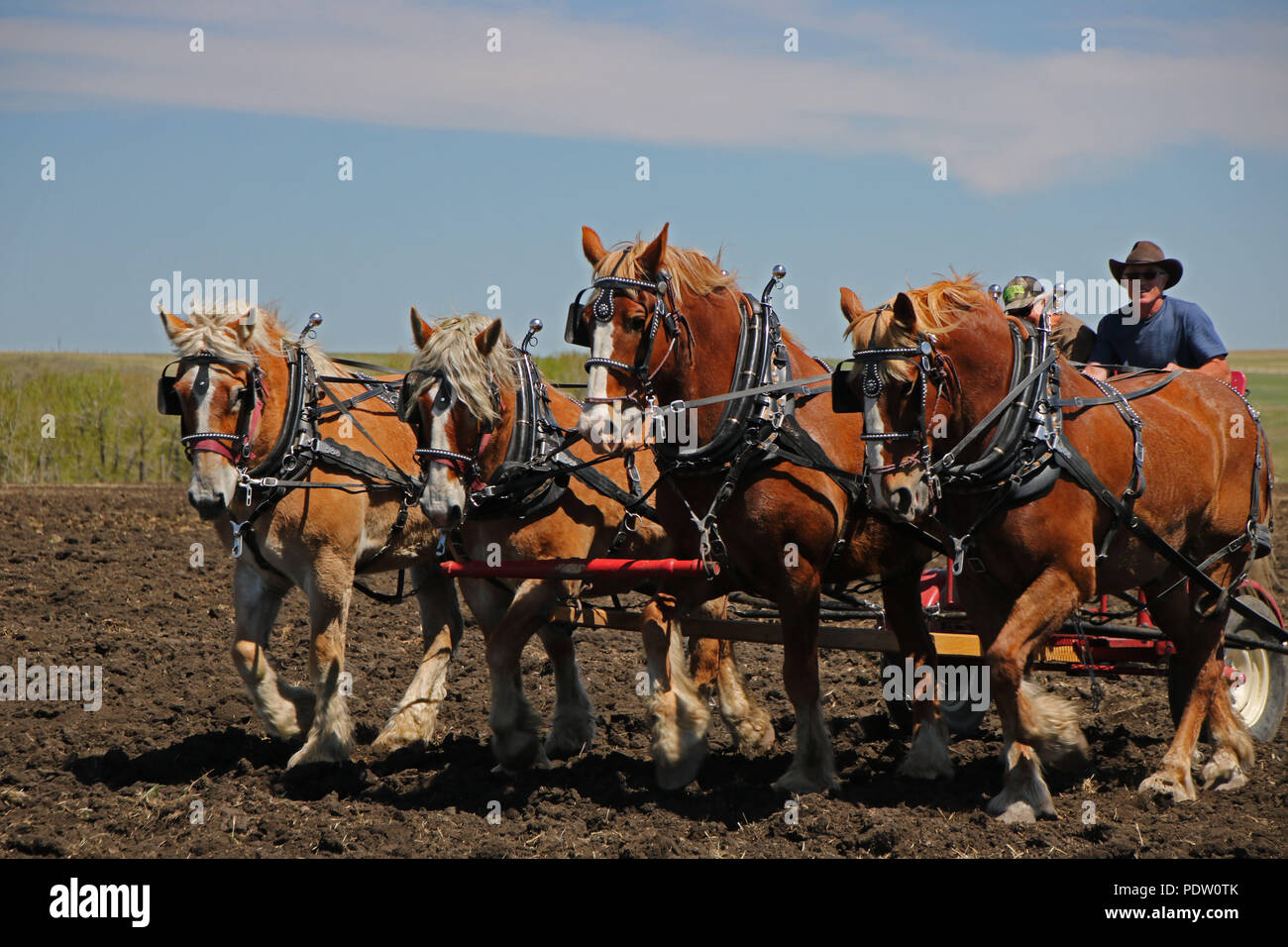 Altmodische Pflügen. Der Cowboy Trail, Alberta, Kanada Stockfoto