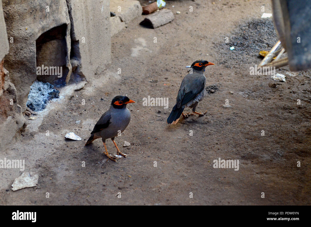 Zwei indische myna Vögel Spülsystem für Lebensmittel Stockfoto