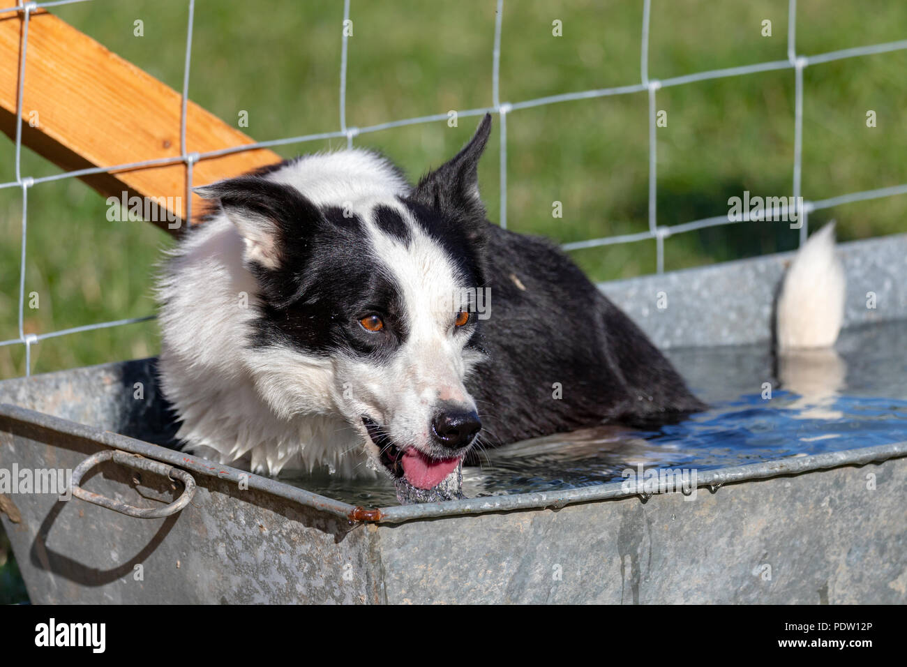 Nannerch, North Wales, UK Wetter: heiß und sonnig, das Wetter perfekt für die Welsh National Schaf Hund Versuchen in den ländlichen Dorf Nannerch gehalten wird Stockfoto