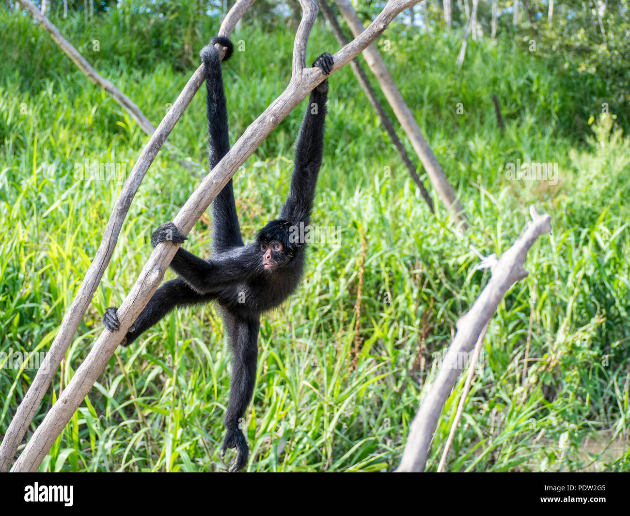 Wilde Affen als in den Urwald des Amazonas in Peru gesehen Stockfoto