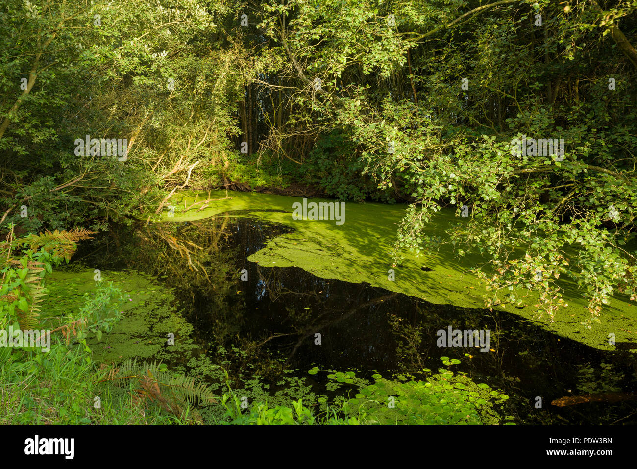 Teich an Westhay Moor natürliche Naturschutzgebiet im Somerset Levels. Stockfoto