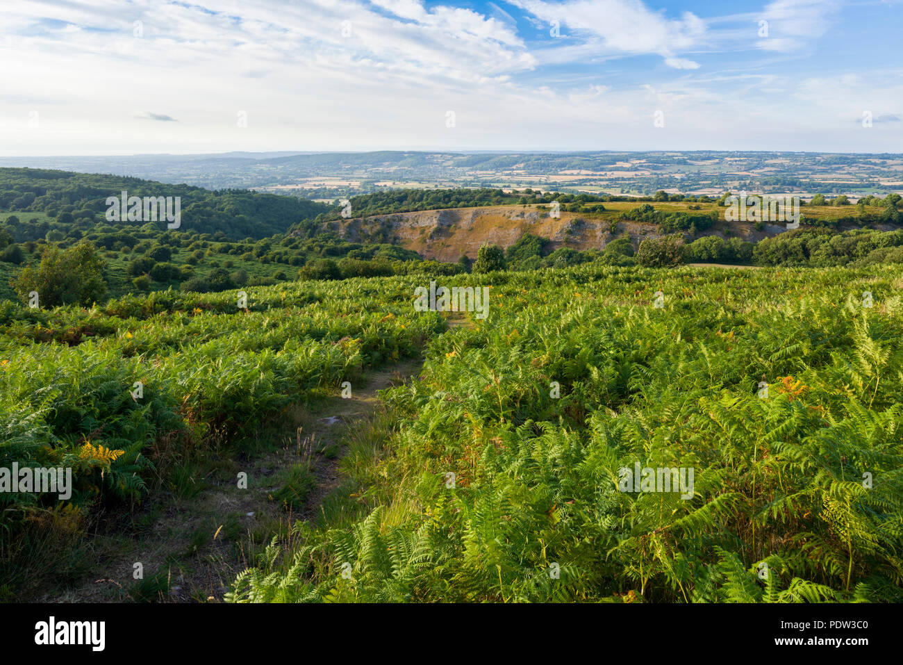 Adlerfarn (Pteridium aquilinum) auf Schwarz unten mit Blick auf Burrington Combe in der Mendip Hills in Somerset, England. Stockfoto