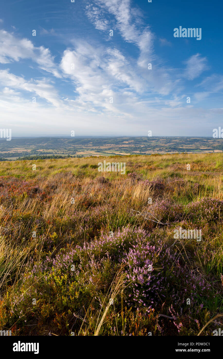 Heather on Black Down in der Mendip Hills National Landscape, Somerset, England. Stockfoto