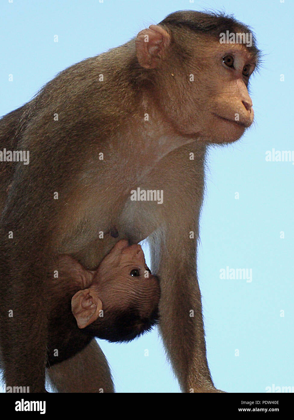 Mutter affe Ihr Baby füttern Stockfoto