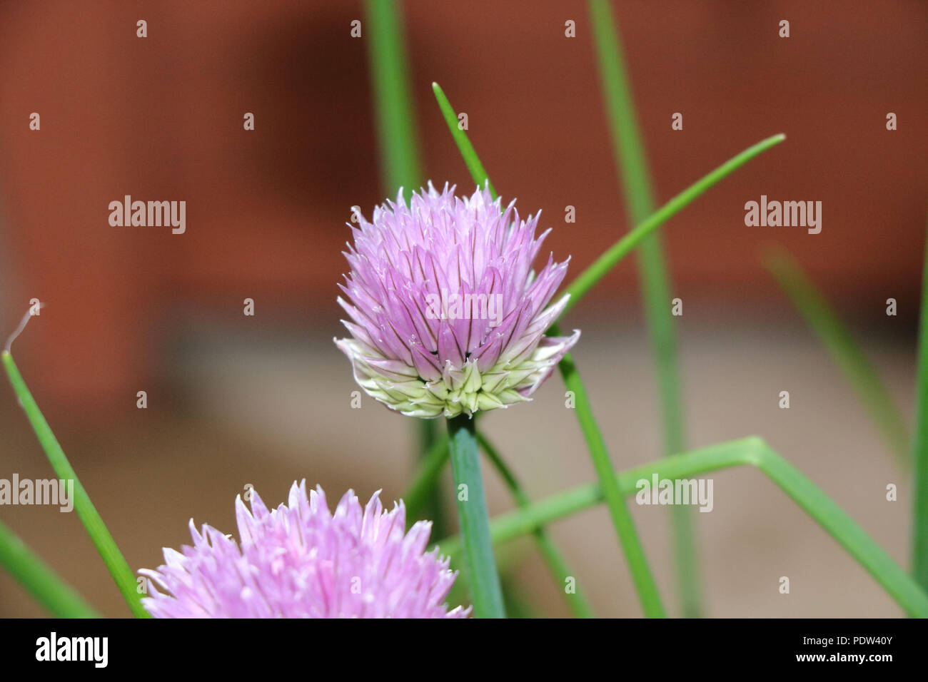 Schnittlauch Blüte, Lila Blume der Schnittlauch Pflanzen, Blumen und Blätter der Schnittlauch sind essbar. Stockfoto