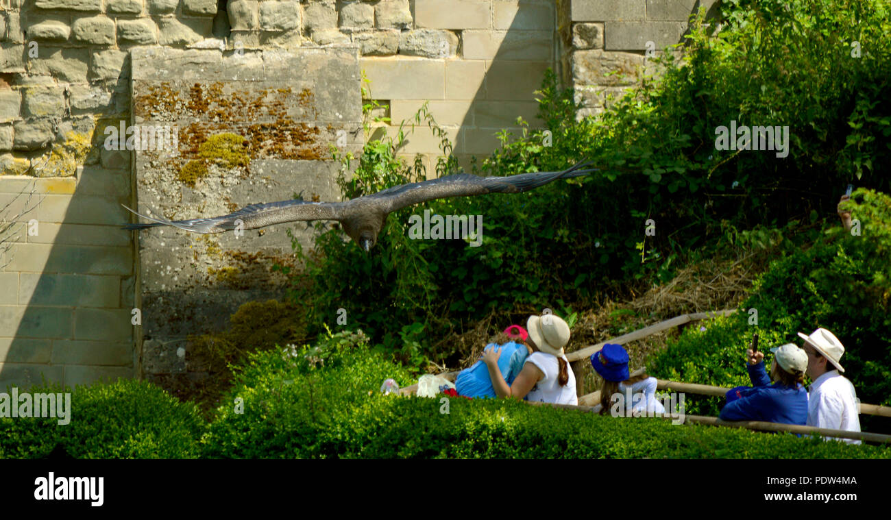 Andean condor fliegen tief über Touristen an den Warwick Castle Stockfoto