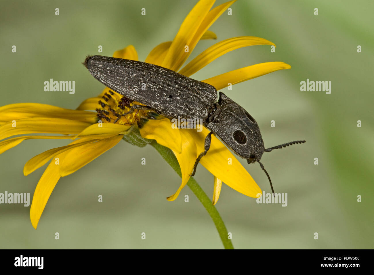 Detail einer westlichen Augen klicken Sie auf Käfer, Alaus melanops, Metolius Basin, Wyoming Stockfoto