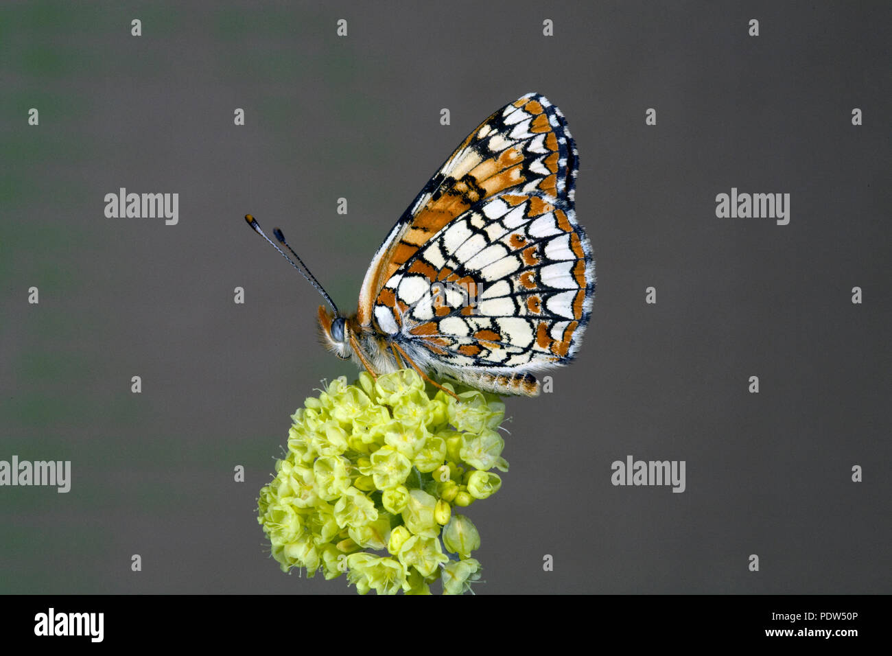 Porträt einer männlichen Nördlichen Checkerspot Butterfly, Chlosyne Palla, fotografiert auf einem Wildflower auf der unteren Metolius River in der zentralen Oregon Casc Stockfoto