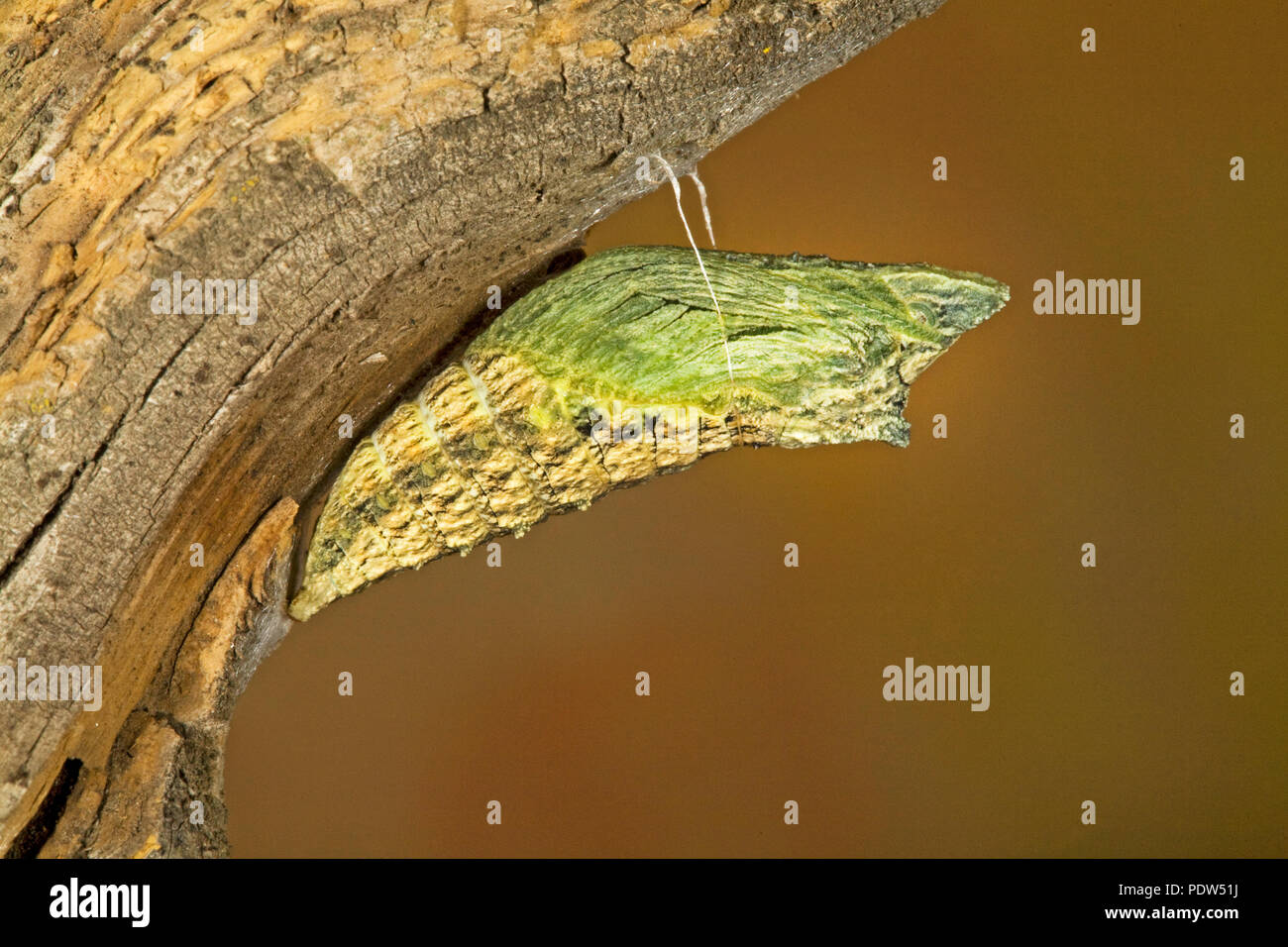 Die chrysalis Stufe eines Anis Schwalbenschwanz Schmetterling Raupe, Papil, silked zu einem Baum, in der Cascade Mountains der zentralen Oregon. Stockfoto