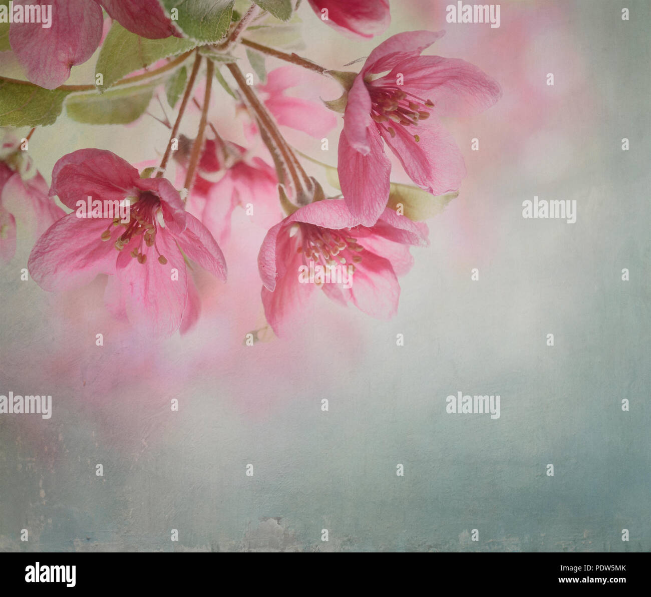 Schöne Cherry Blossom closeup mit Leinwand Textur Stockfoto