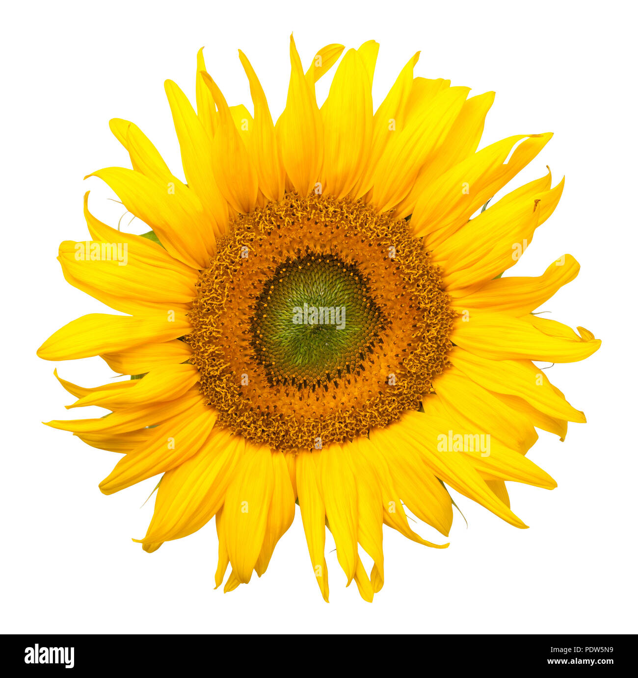 Sonnenblume isoliert auf weißem Hintergrund. Ansicht von oben Stockfoto