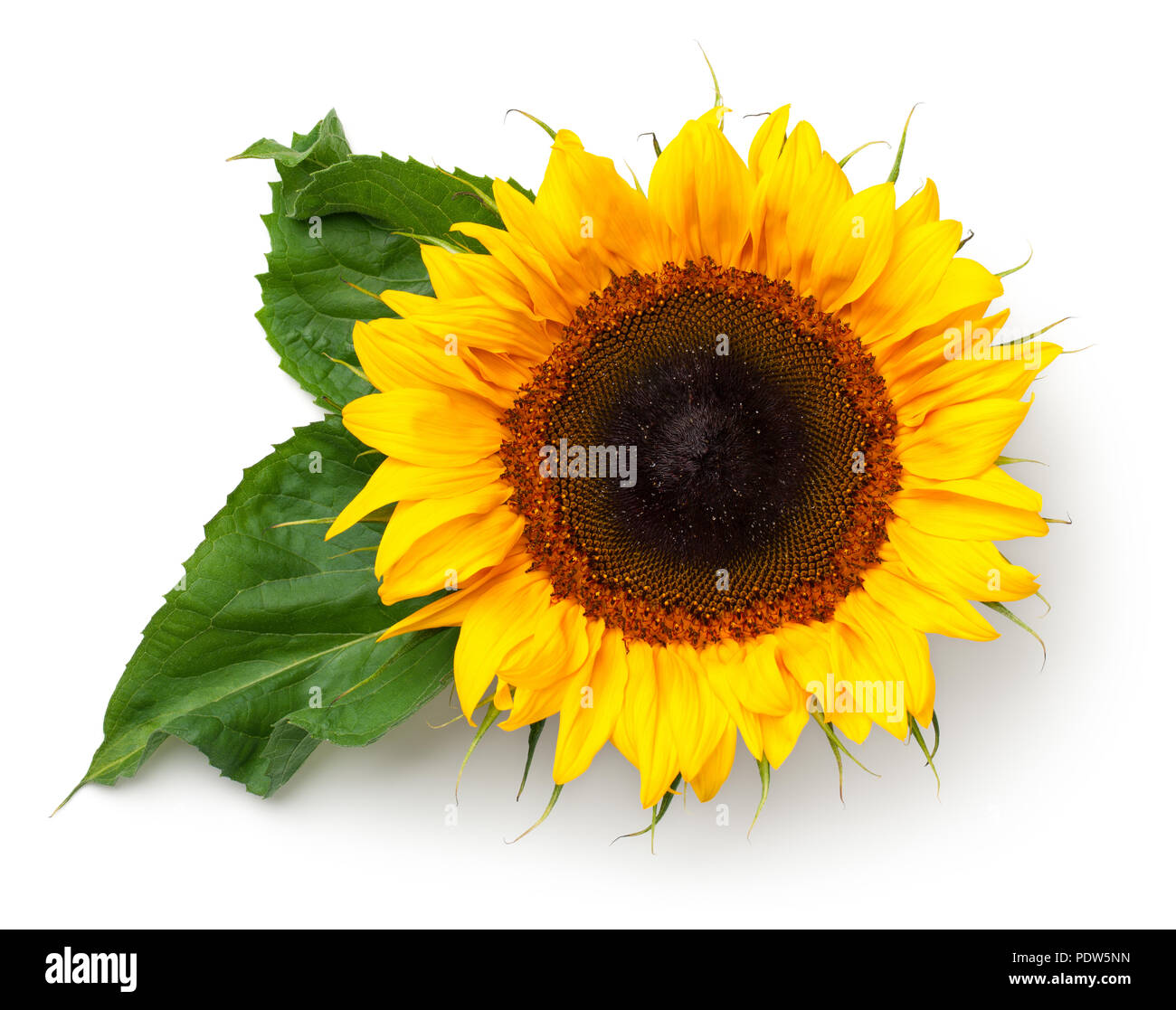 Mit Blättern auf weißem Hintergrund Sonnenblume. Ansicht von oben Stockfoto