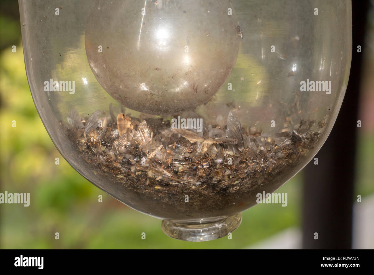 Ein Haufen von toten Insekten in einer Lampe. Stockfoto