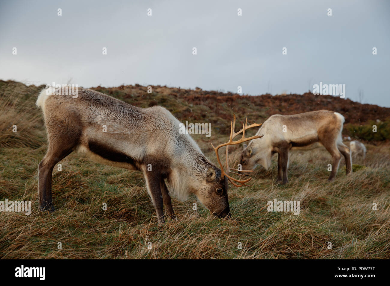 Rentiere in Cairngorm National Park Stockfoto