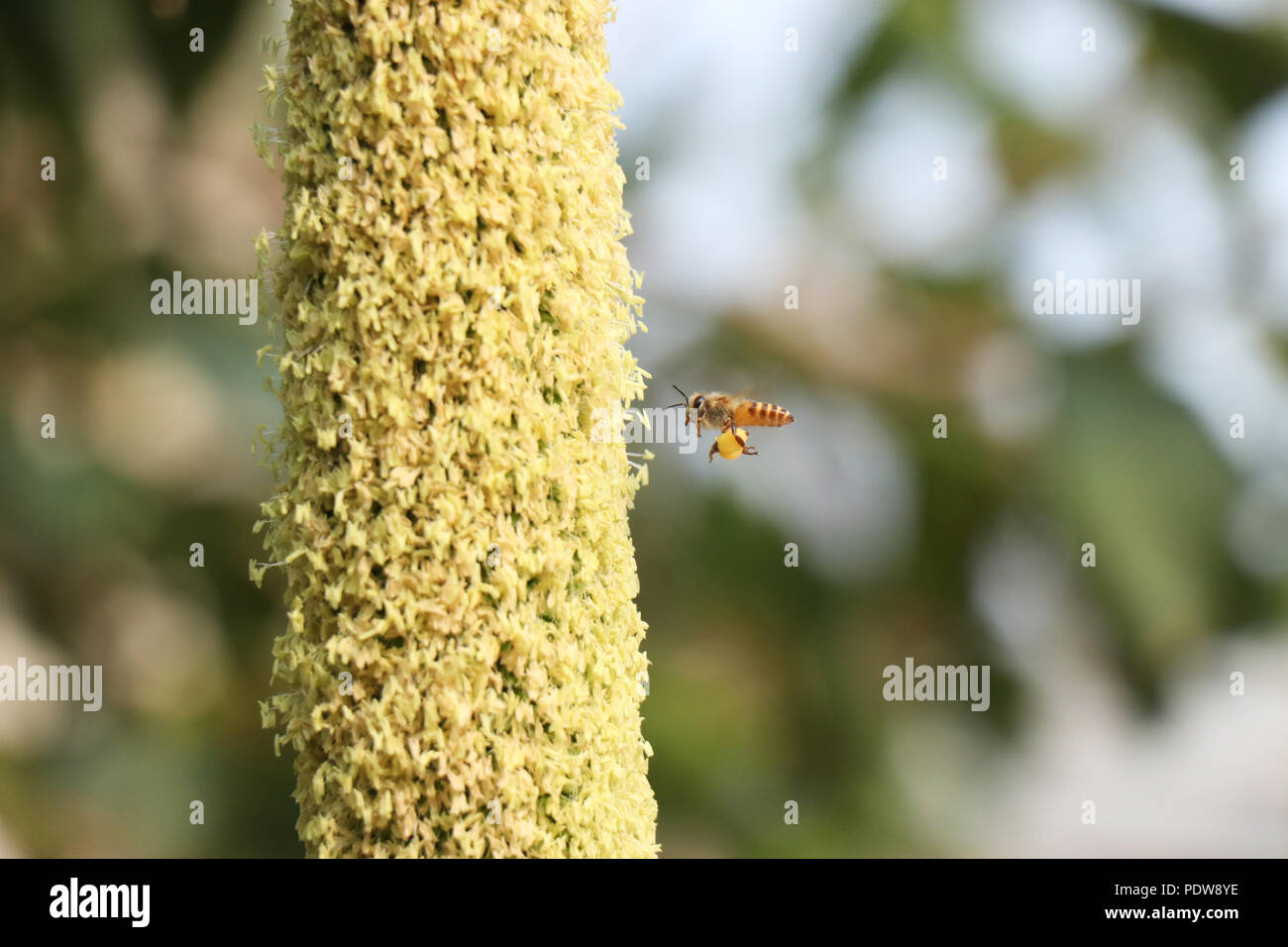 Blume Stockfoto