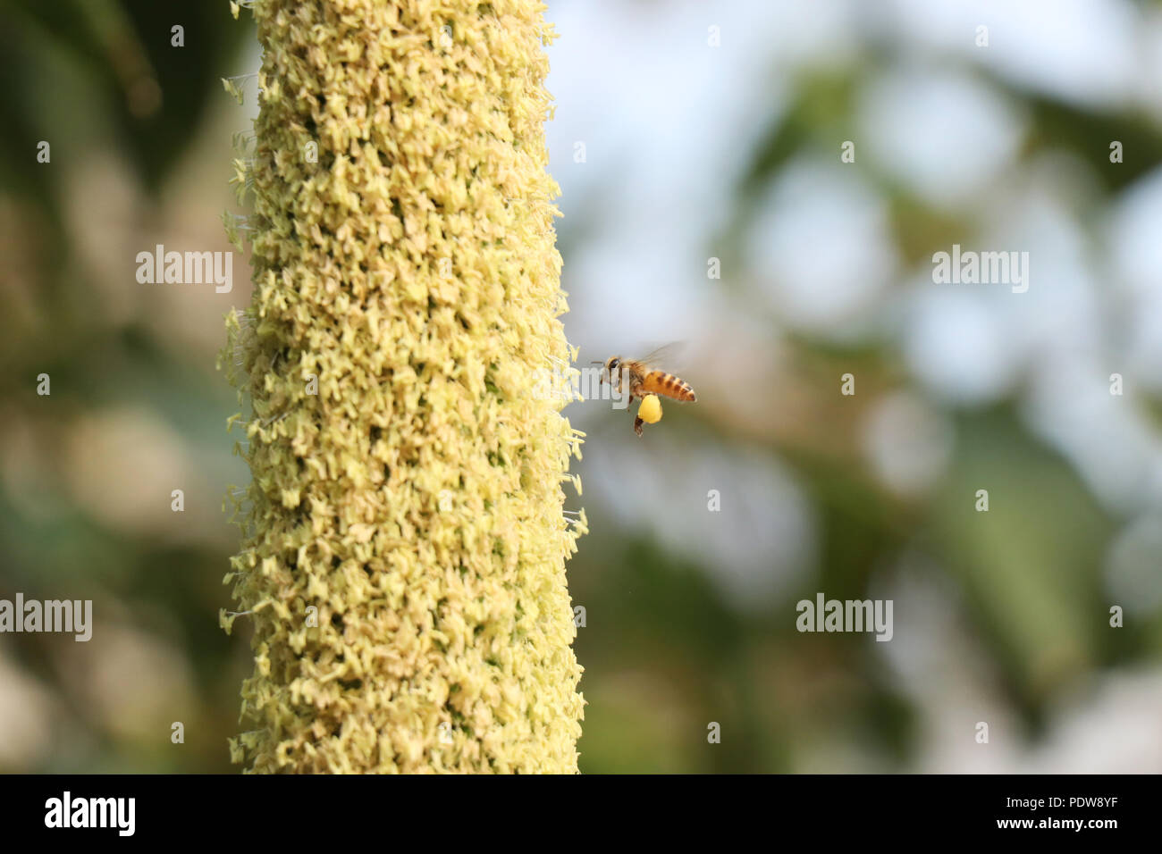 Blume Stockfoto