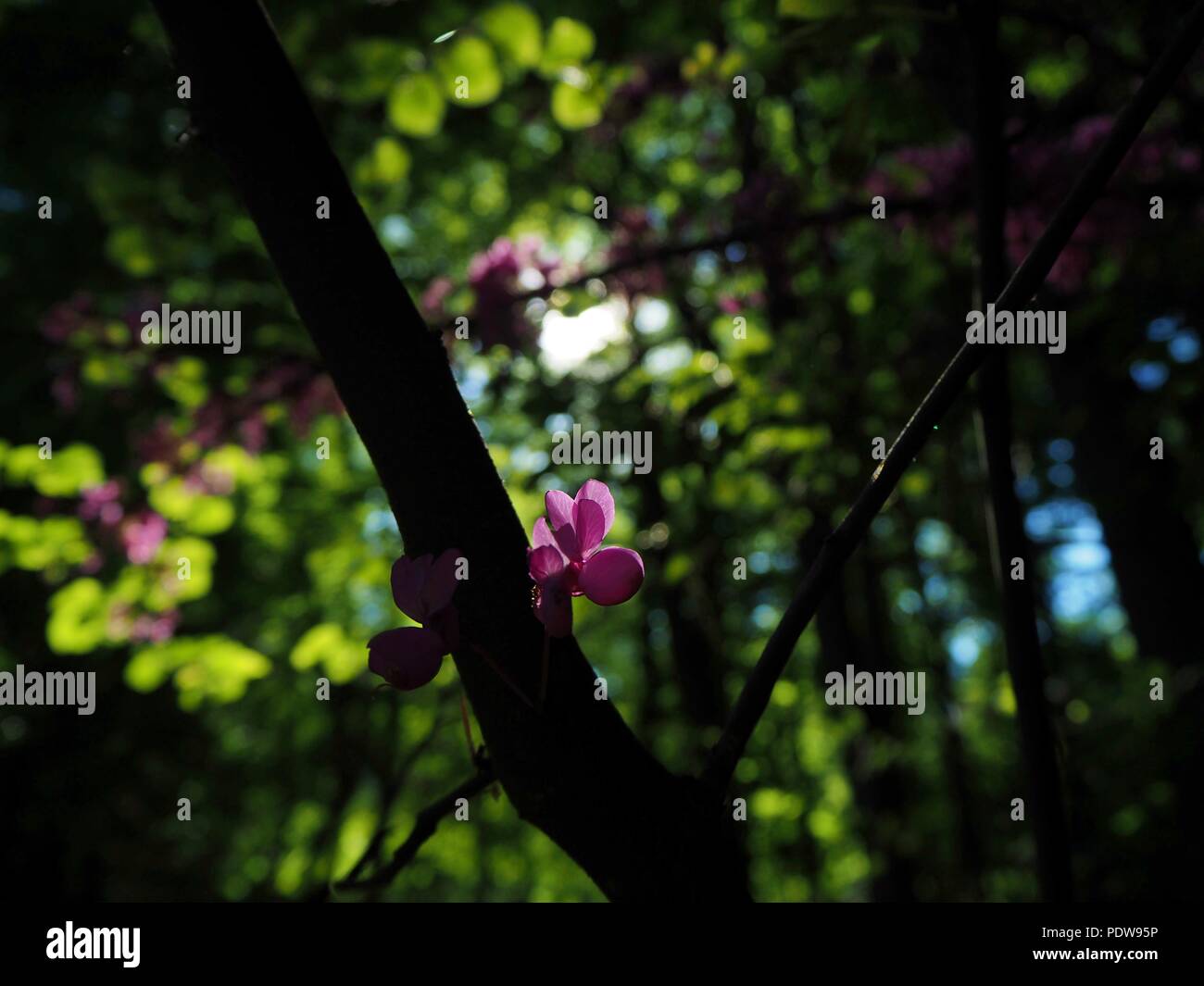 Cercis siliquastrum, Judas Baum, Liebe Baum, lila Blüten in den dunklen Wald. Stockfoto