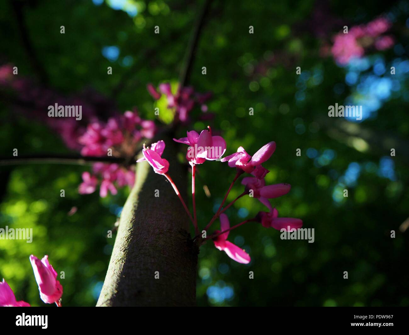 Cercis siliquastrum, Judas Baum, Liebe Baum, lila Blüten in den dunklen Wald. Stockfoto