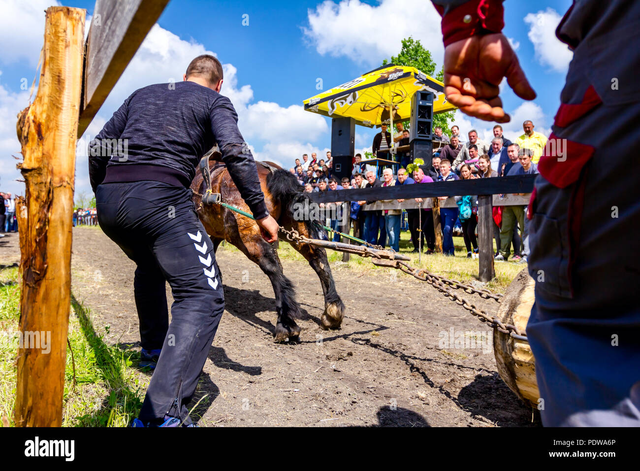 Chestereg, Vojvodina, Serbien - 30. April 2017: Entwurf bloodstock Pferd konkurriert in ziehen einen Baumstamm an traditionell öffentliche Veranstaltung. Stockfoto