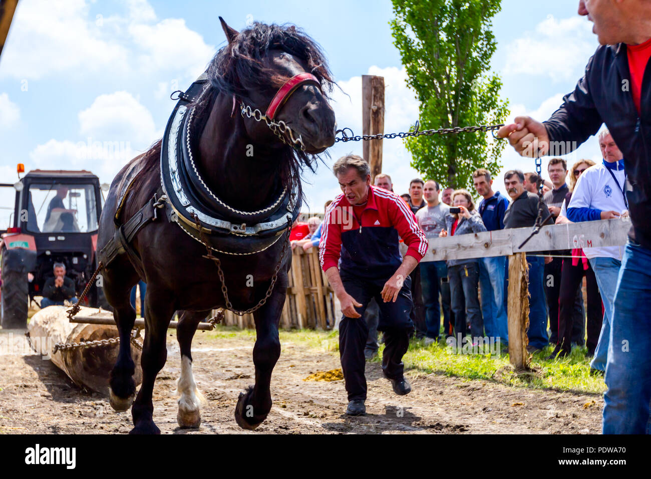 Chestereg, Vojvodina, Serbien - 30. April 2017: Entwurf bloodstock Pferd konkurriert in ziehen einen Baumstamm an traditionell öffentliche Veranstaltung. Stockfoto