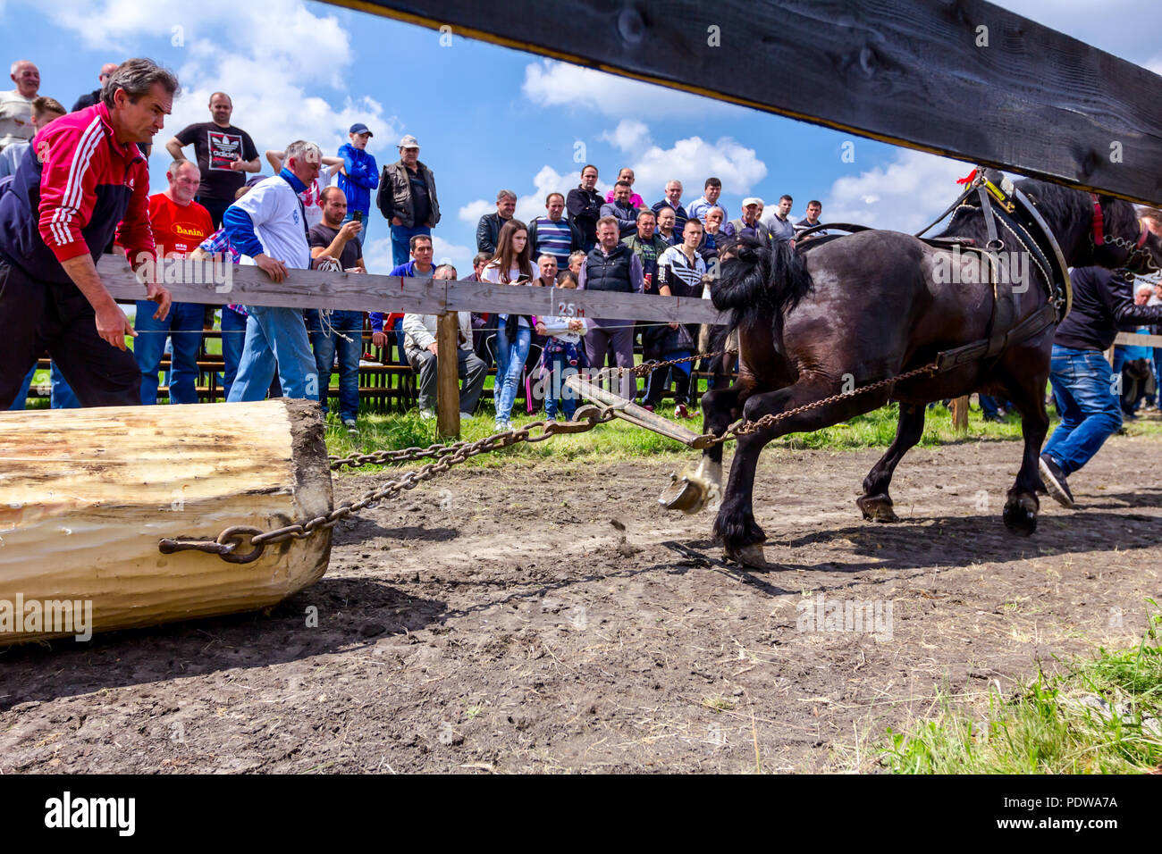 Chestereg, Vojvodina, Serbien - 30. April 2017: Entwurf bloodstock Pferd konkurriert in ziehen einen Baumstamm an traditionell öffentliche Veranstaltung. Stockfoto