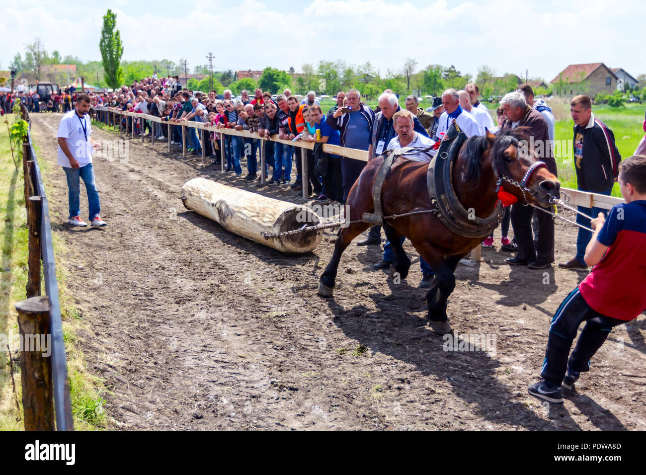 Chestereg, Vojvodina, Serbien - 30. April 2017: Entwurf bloodstock Pferd konkurriert in ziehen einen Baumstamm an traditionell öffentliche Veranstaltung. Stockfoto