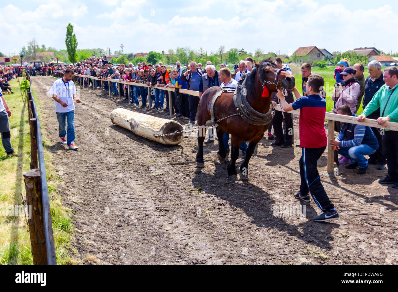 Chestereg, Vojvodina, Serbien - 30. April 2017: Entwurf bloodstock Pferd konkurriert in ziehen einen Baumstamm an traditionell öffentliche Veranstaltung. Stockfoto