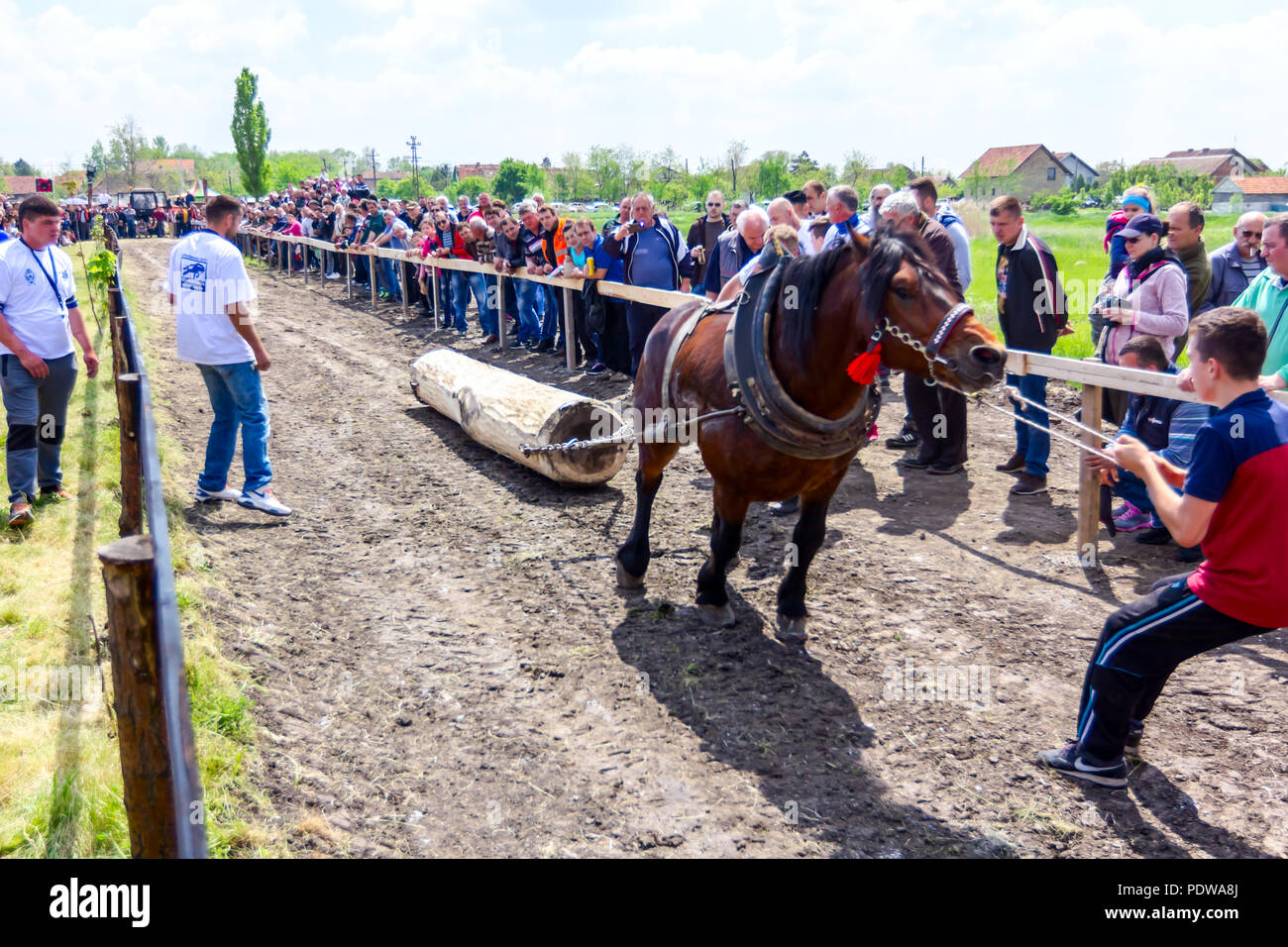 Chestereg, Vojvodina, Serbien - 30. April 2017: Entwurf bloodstock Pferd konkurriert in ziehen einen Baumstamm an traditionell öffentliche Veranstaltung. Stockfoto