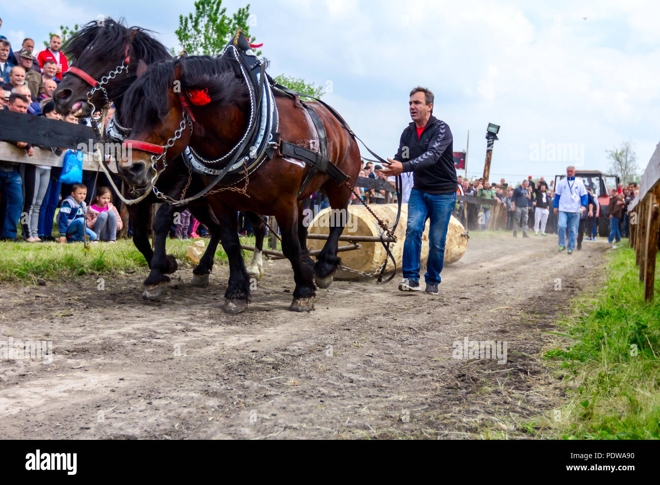 Team von zwei Entwurf bloodstock Pferde sind miteinander konkurrieren in ziehen einen Baumstamm an traditionell öffentliche Veranstaltung. Stockfoto