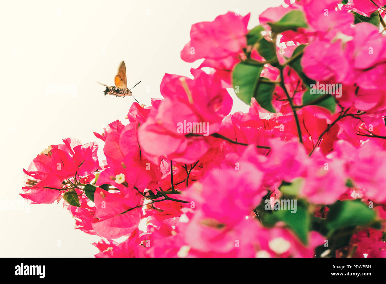 Hummingbird hawk moth Fliegen schweben in Spanien über rosafarbene Bougainvillea Blüten. Das gewellte tounge wie Rüssel gesehen werden kann. Stockfoto