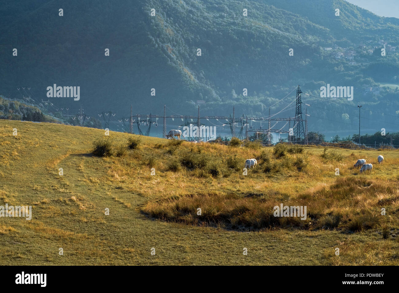 Kühe und elektrische Leitungen in der Nähe von dem Wasserkraftwerk Becken von Suviana, Provinz Bologna, Emilia Romagna, Italien. Stockfoto