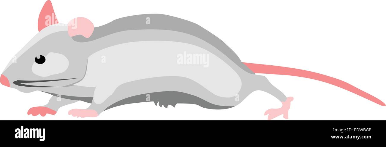 Weiße Maus Mammaltier Stock Vektor Weiße Maus Mammaltier Stock Vektor