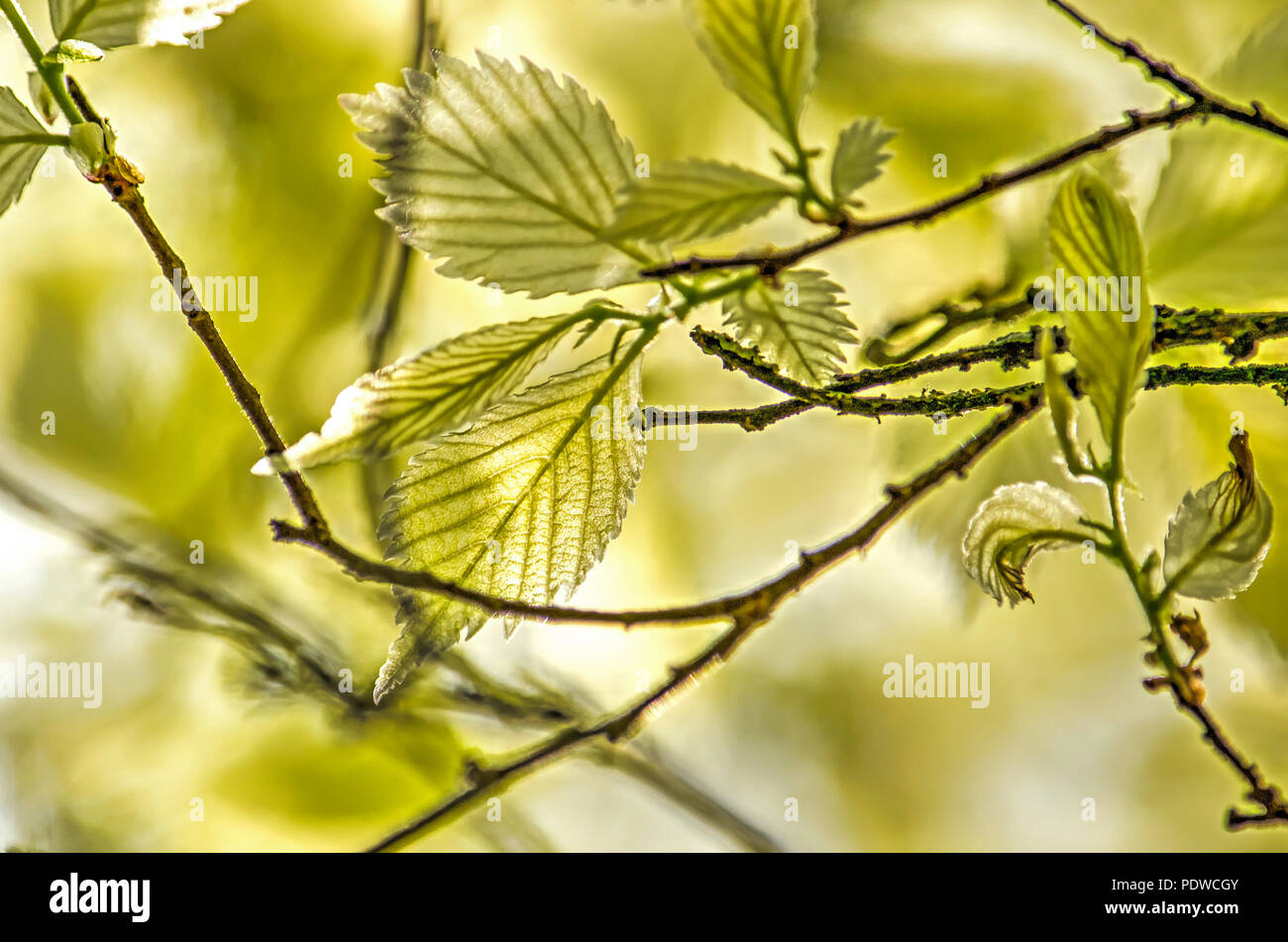 Nahaufnahme der jungen Blätter eines weißen Elm im Frühling Stockfoto