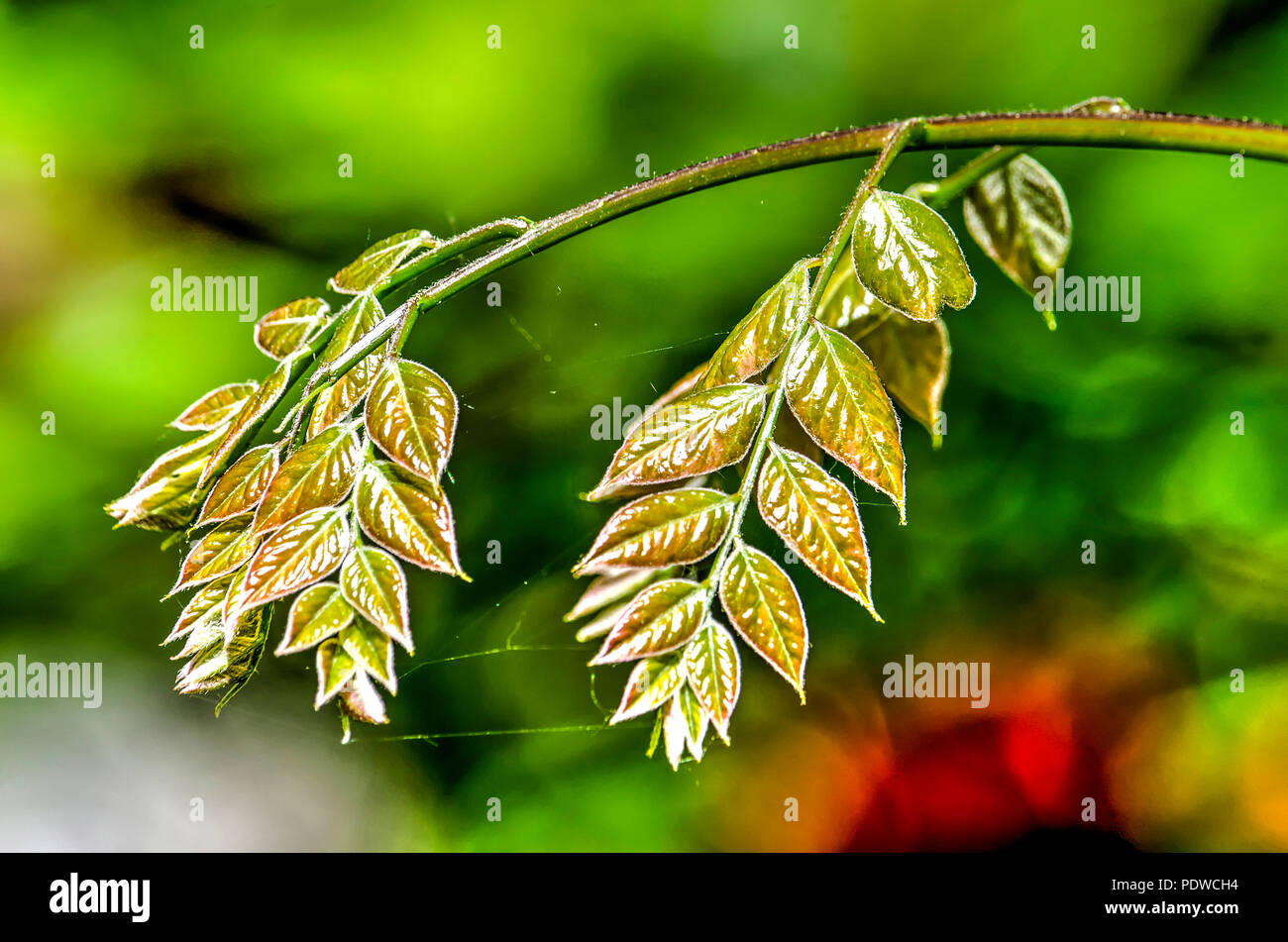 Mehrere Zweige mit jungen Blätter einer Buche Baum im Frühling Stockfoto
