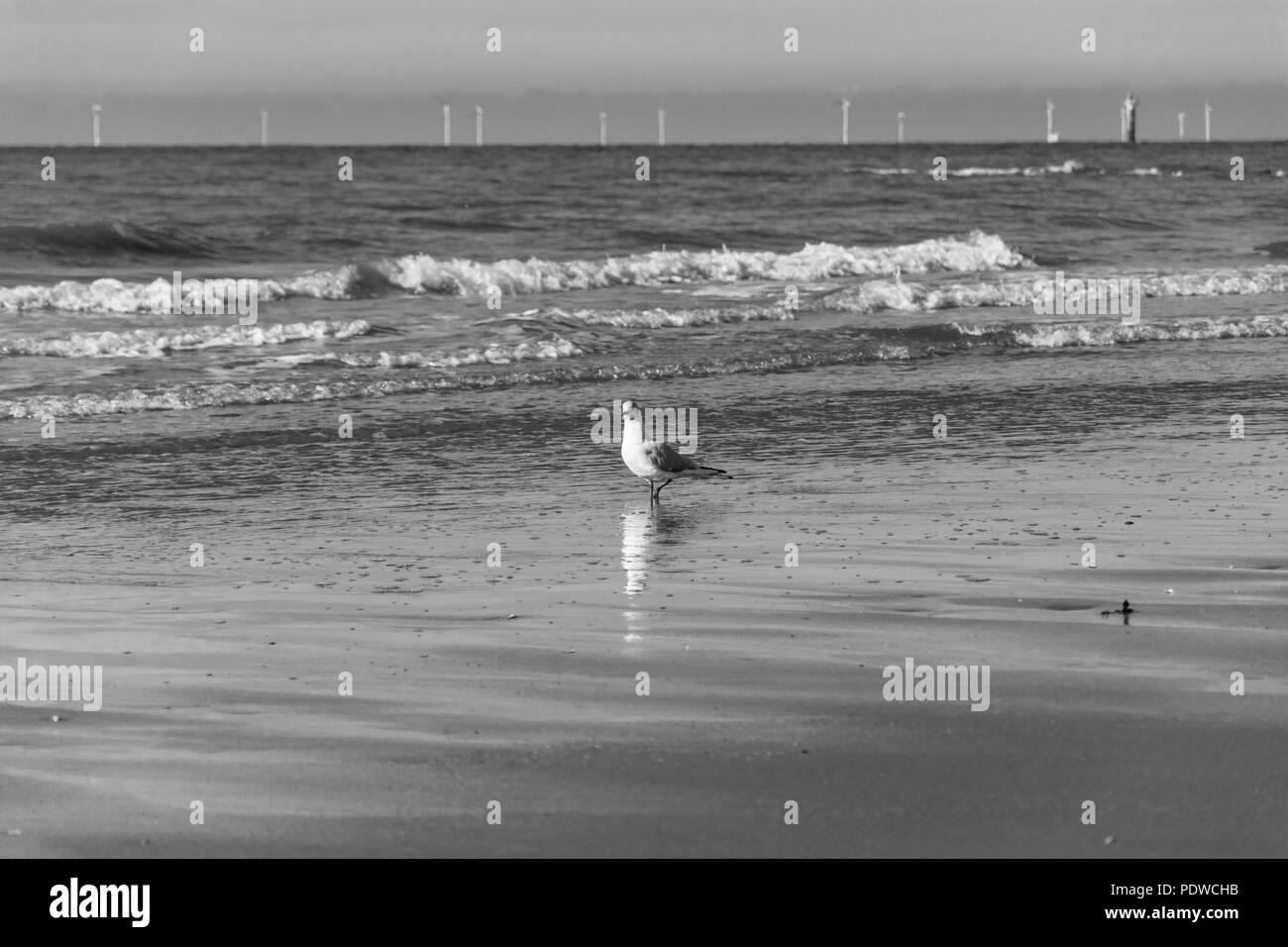 Eine gemeinsame seagull Spaziergänge am Strand mit der Tide Ein- und Ausrollen und einen Windpark am Horizont. Zentrale Strand in Prestatyn, North Wales, UK. 2018 Stockfoto