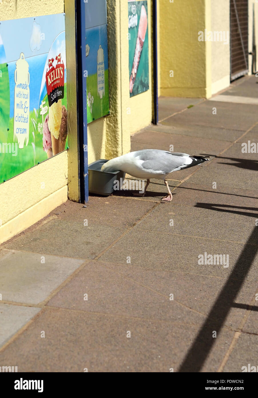 Eine durstige Silbermöwe trinken aus einem Behälter mit Wasser für Hunde am Meer. Stockfoto