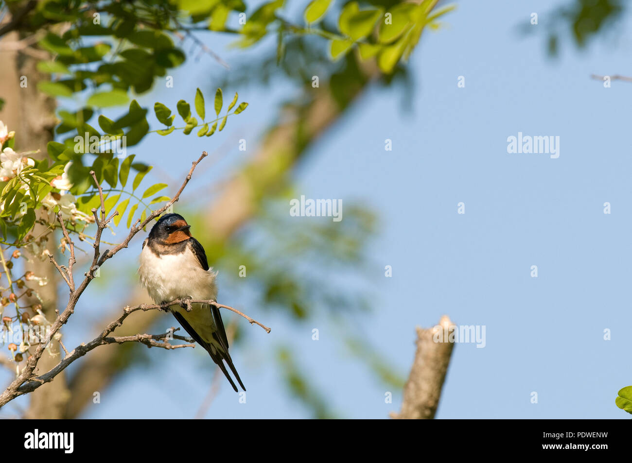 Hirondelle rustique - schlucken - Hirundo Rustica Stockfoto