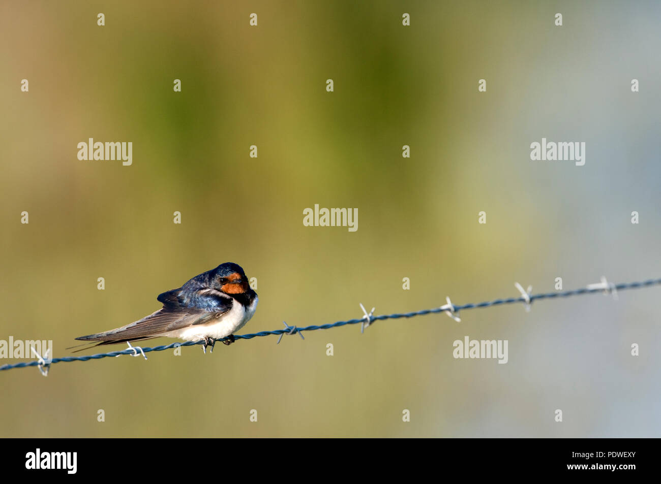 Hirondelle rustique - schlucken - Hirundo Rustica Stockfoto